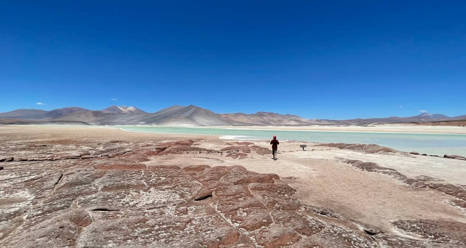 Pink flamingos feeding in Laguna Colorada